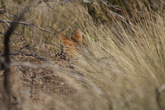 Lycalopex gymnocercus