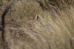 Lycalopex gymnocercus