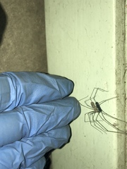 Pholcus phalangioides