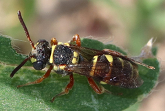 Nomada texana