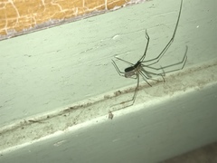 Pholcus phalangioides