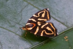 Hemerophila albertiana