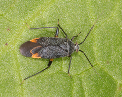 Polymerus venaticus