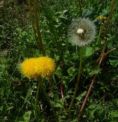 Taraxacum officinale