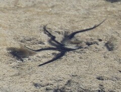 Ophiocoma scolopendrina