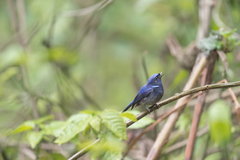 Niltava macgrigoriae