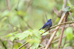 Niltava macgrigoriae