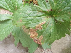 Phytomyza astrantiae