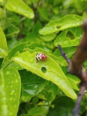 Notozona histrionica