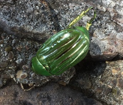 Chrysina gloriosa