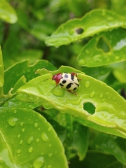 Notozona histrionica