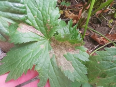 Phytomyza astrantiae