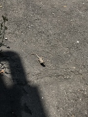 Sceloporus occidentalis