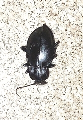 Carabidae