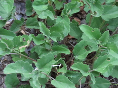 Malvastrum aurantiacum