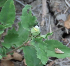 Malvastrum aurantiacum