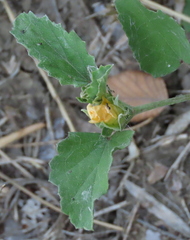 Malvastrum aurantiacum