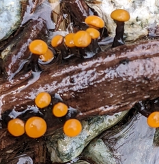 Vibrissea truncorum