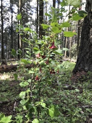 Ribes lobbii