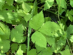 Rubus arcticus
