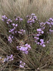 Gentianella foliosa
