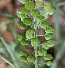Lepidium ruderale