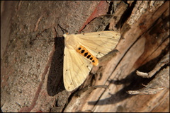 Spilosoma lutea