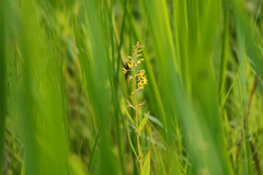 Lysimachia terrestris