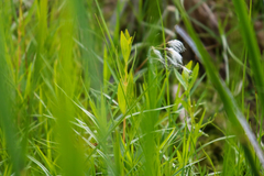 Eriophorum viridicarinatum