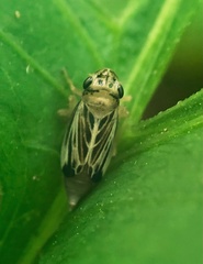 Evacanthus nigramericanus