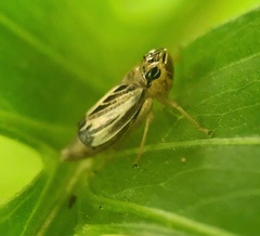 Evacanthus nigramericanus