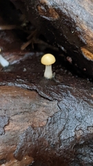 Vibrissea truncorum