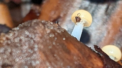Vibrissea truncorum