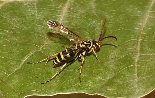 Interrupted Spider Wasp photo 3