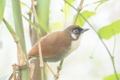 Pterorhinus caerulatus