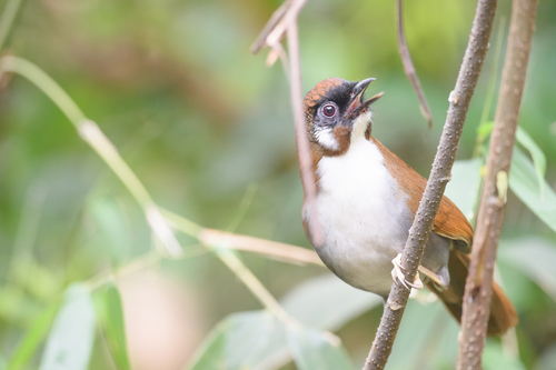Grey-sided Laughingthrush (Pterorhinus caerulatus)