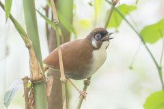 Pterorhinus caerulatus