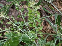Lepidium ruderale