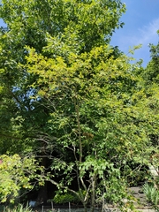 Amelanchier amabilis
