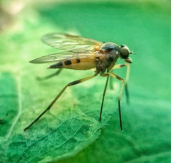 Rhagio hirtus