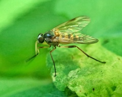 Rhagio hirtus