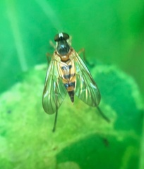 Rhagio hirtus