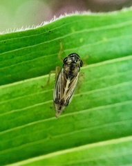 Evacanthus nigramericanus