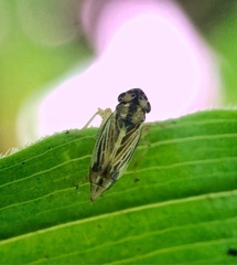 Evacanthus nigramericanus