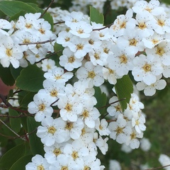Spiraea prunifolia