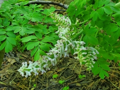 Corydalis caseana caseana