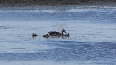 Anas fulvigula maculosa