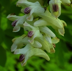 Corydalis caseana caseana