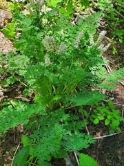Corydalis caseana caseana