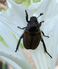 Strigoderma sulcipennis